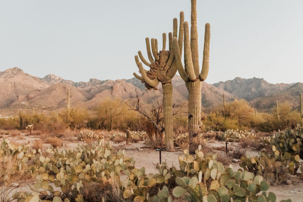 SABINO CANYON CRESTED SAGUARO TUCSON ARIZONA
