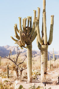 towering crested saguaro cacti at sabino canyon in tucson arizona