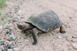 Desert tortoise walking across a gravel path